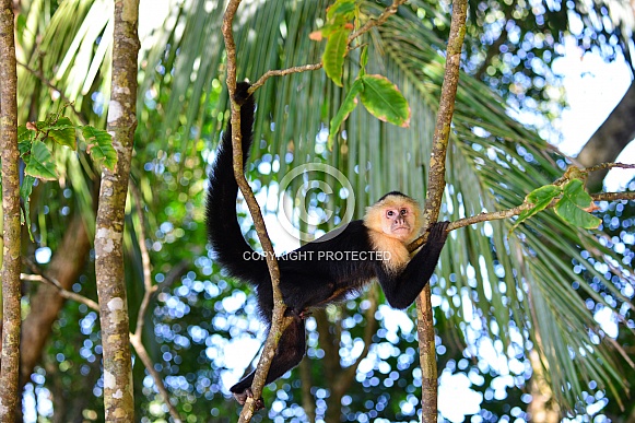 Capuchin Monkey Hanging Out