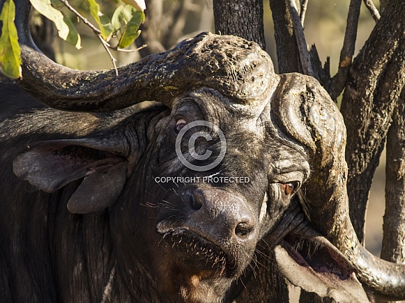 Cape Buffalo scratching