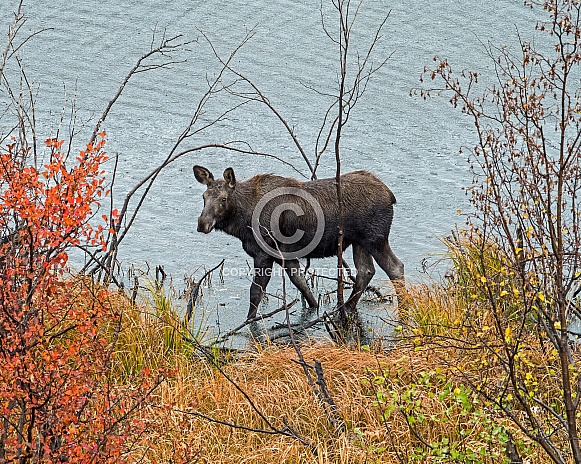 Moose Calf wading in Pond