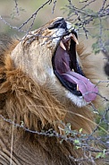Lion (Panthera leo) - Botswana