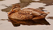 Mallard Duck - female