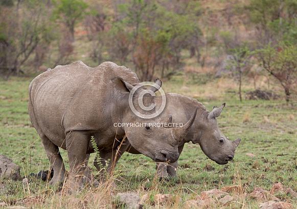 White Rhino with calf (wild)