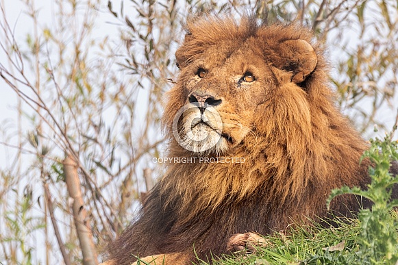 Male African Lion Lying Looking Upwards