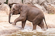 Young Asian Elephant Walking Out Of Water