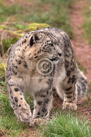 Snow Leopard Walking Full Body