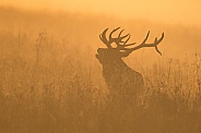 Red Deer Stag at Sunrise