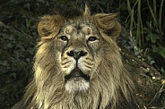 Asiatic Lion Face Shot