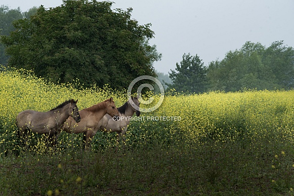 Horses in field of rapeseed