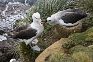 Black-browed Albatross mother feeding young