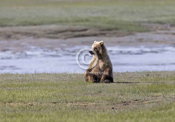 Coastal brown bear sitting in a field