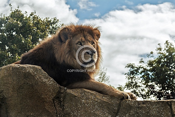 African lion on rock