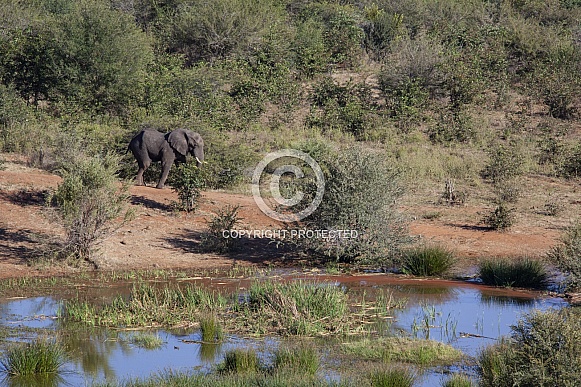 African Elephant near a waterhole in Zimbabwe
