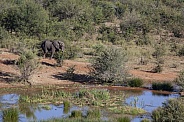 African Elephant near a waterhole in Zimbabwe