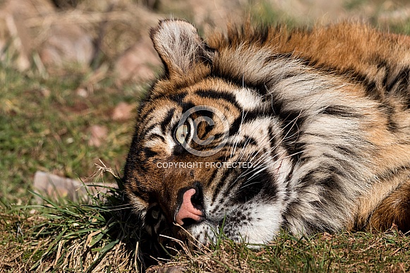 Sumatran Tiger Lying Down Head Back Eyes Open