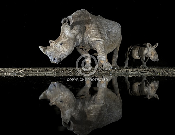 Rhino mom & calf