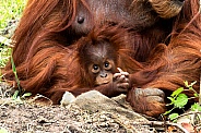 Baby Orangutan looking at camera