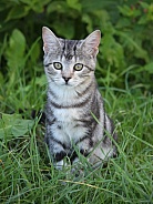 Serious Kitten Portrait In Grass