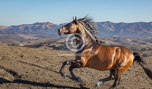 Warlander Horse