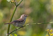 Garden warbler
