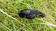 Large Black Slug