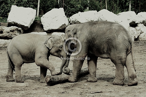 Baby Elephants Playing With A Tree Trunk