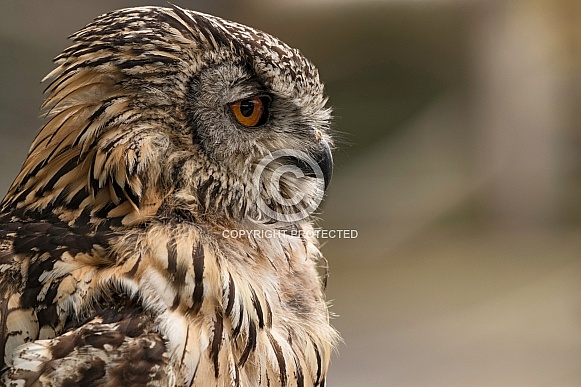 Bengal Eagle Owl Side Profile