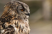 Bengal Eagle Owl Side Profile