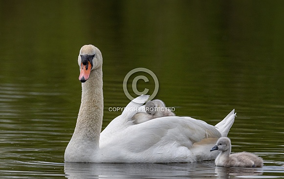 Cygnets riding their mothers back.