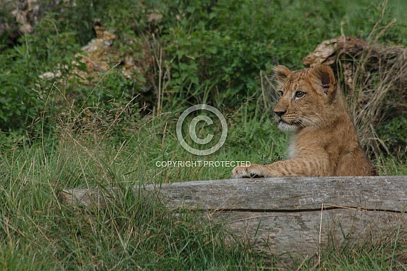 Lion Cub Resting Against Log, Paw On Log