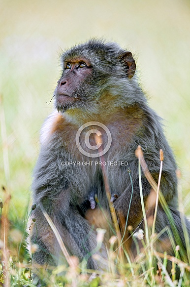 Female Macaque