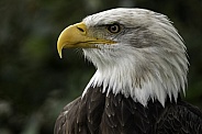 Bald Eagle Close Up Side Profile