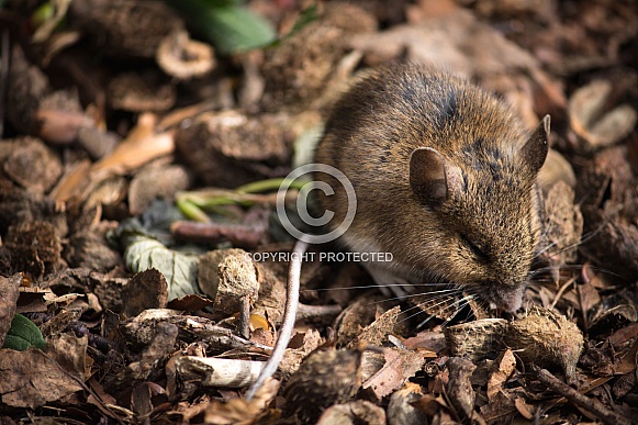 Long Tailed Field Mouse