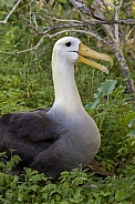 Waved Albatross - Galapagos Islands - Ecuador