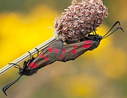 Cinnabar moths