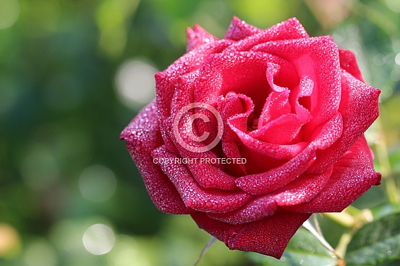 Red Rose after a rain shower