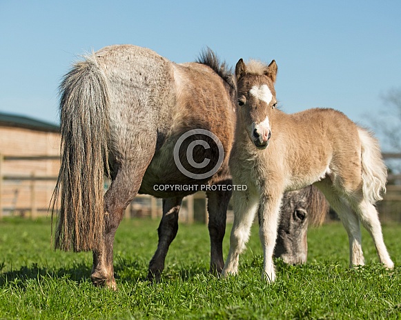 Miniature Horse Foal with Dam