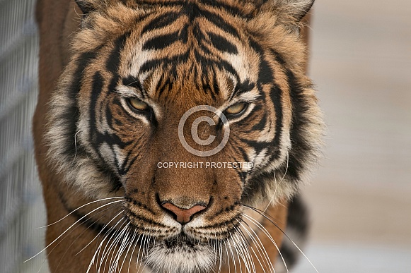 Malayan Tiger Close Up Face Shot