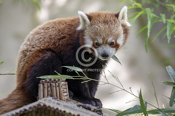 Red panda (ailurus fulgens)