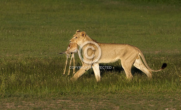 Lion carrying kill