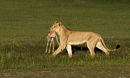 Lion carrying kill
