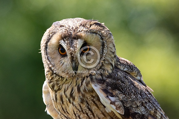 Long-eared owl close-up portrait