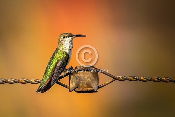 Hummingbird on rusted wire
