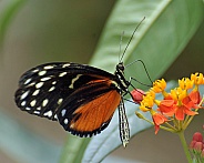 tiger longwing butterfly