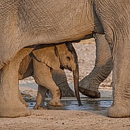 Baby Elephant (wild)