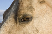 Horse Eye close up
