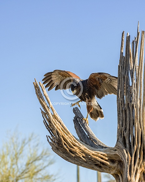 Harris Hawk landing on Saguaro Skeleton