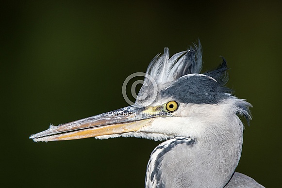 Grey Heron Portrait