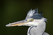 Grey Heron Portrait