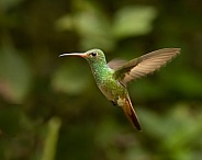 A Rufous-tailed Hummingbird in Ecuador