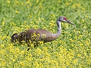 Sandhill Crane Walking through A Field of Flowers